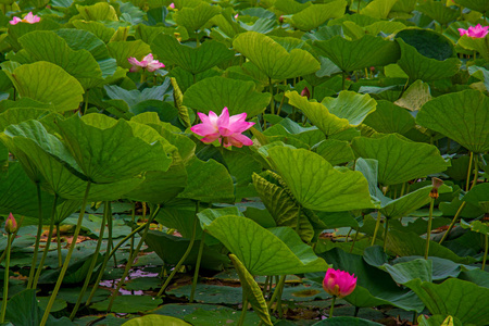 最大的湖泊完全饰莲花莲花湖