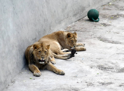 莫斯科动物园的狮子