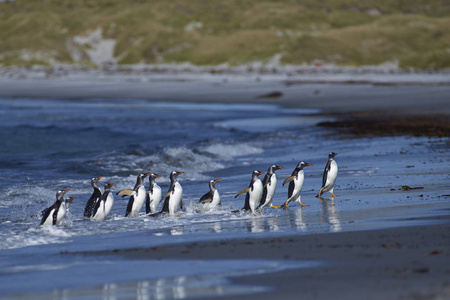 巴布亚企鹅 Pygoscelis 巴布亚 在福克兰群岛海狮岛海上喂完奶后上岸