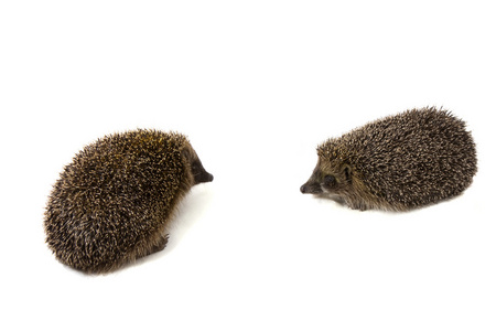 两只刺猬图片