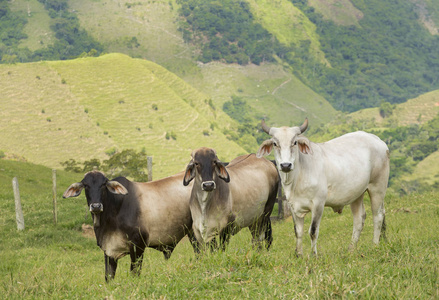 在哥伦比亚的领域的牛动物