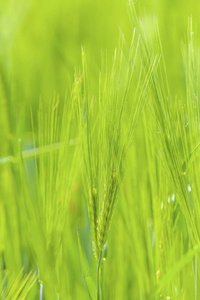 大麦的绿色耳朵