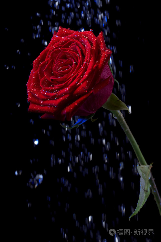 玫瑰在露水中滴在黑色上