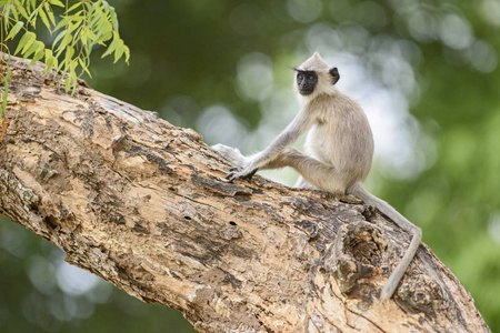 哈努曼叶猴Semnopithecus entellus, 斯里兰卡。坐在树枝里