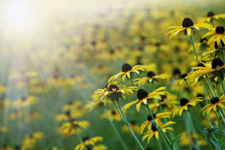 黄花Rudbeckia