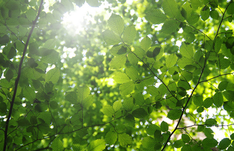 绿色的树叶和太阳
