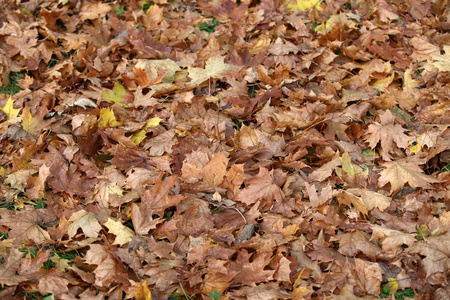 树叶和秋色的印象