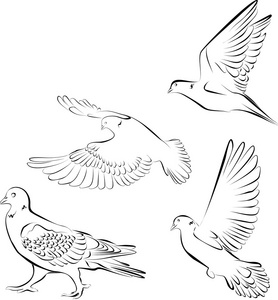 鸽子是鸟的象征，说明动物