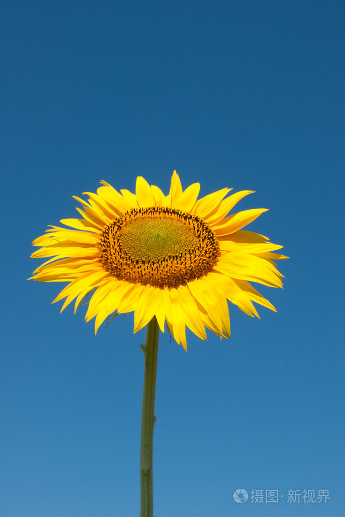 暂无图片作者loskutnikov新媒体授权标准授权扩展授权如何选择jpg大