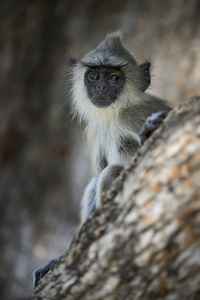 哈努曼叶猴Semnopithecus entellus, 斯里兰卡。坐在树枝里