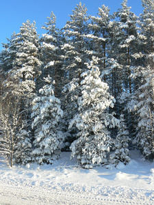 冬天的雪苔树