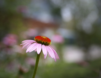 紫锥花