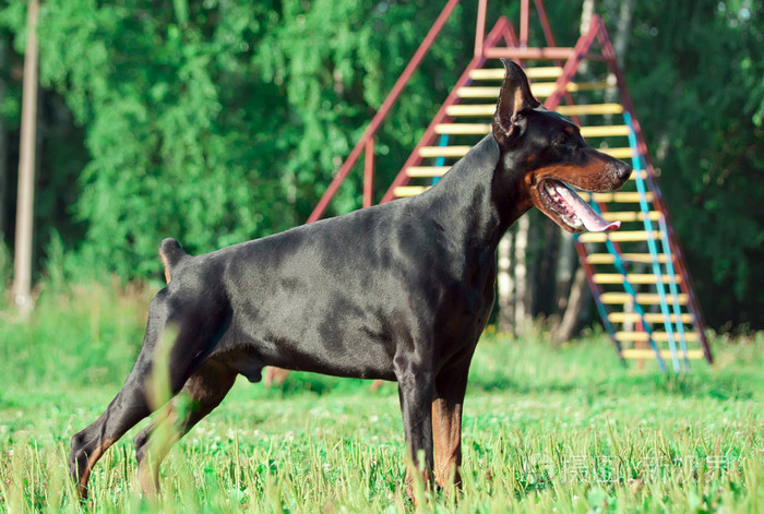 暂无图片作者anakondasp新媒体授权标准授权扩展授权如何选择jpg大