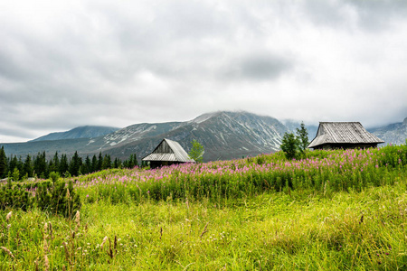 山上的木房子, 山谷的风景 Hala Gasienicowa, 在波兰 Tatra 国家公园的热门景点