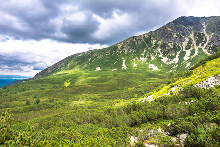 青山, 山水森林全景