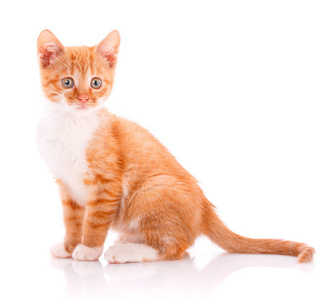可爱的橙色小猫与白色爪子坐在旁边的玩具
