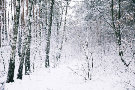 森林里白雪覆盖的美丽树木