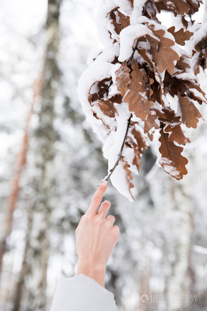 森林积雪覆盖妇女手持树枝的裁剪图像