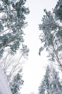 森林积雪的树底观