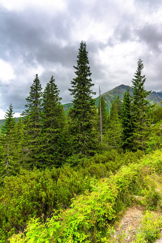 山绿色森林, 长青针叶林景观与云杉, 松树和冷杉树冠