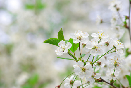 花不