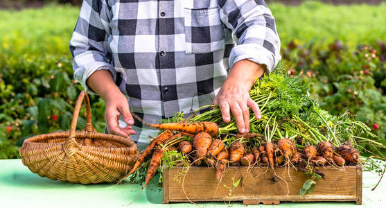 农夫在市场与蔬菜, 有机红萝卜收获在庭院里, 地方耕种概念