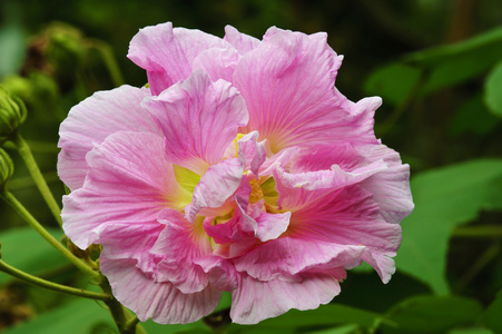 芙蓉园中在花园中明亮的粉色芙蓉花照片
