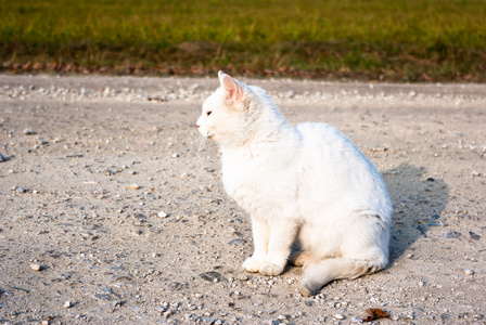 猫，动物系列