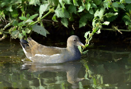 常见的雷鸟 Gallinula chloropus 也称为 waterhen 和沼泽鸡 是一种鸟类在家庭秧