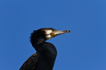 Phalacrocorax Carbo