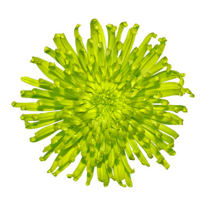 尖尖的绽放图片-尖尖的绽放素材-尖尖的绽放插画-摄图新视界