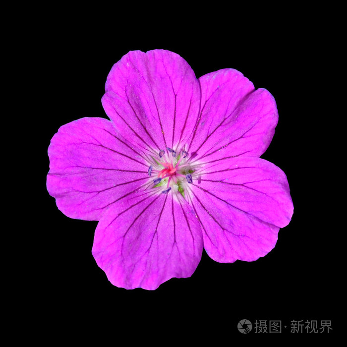 孤立在黑色背景上的五个花瓣紫色花