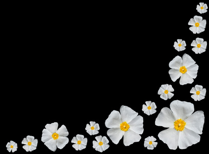 玫瑰阿尔瓦美丽的白玫瑰黑隔离组