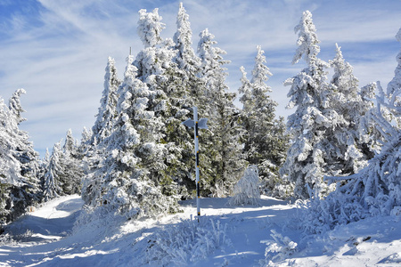 冬季景观与杉木树由 Postavaru 山，波亚纳布拉索夫度假村，罗马尼亚大雪覆盖的森林