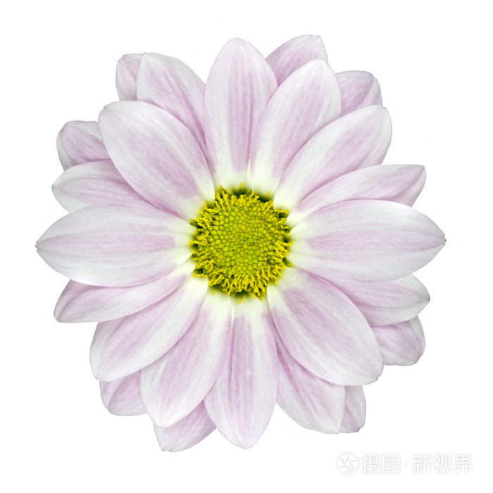 孤立的单个的粉红和白色大丽花花