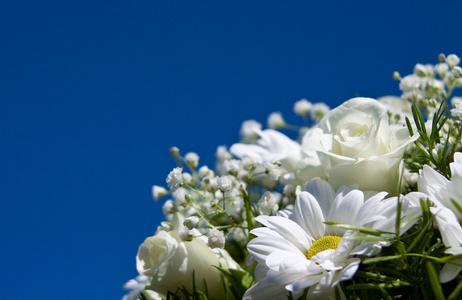 太阳的天空背景上的白花 boquet