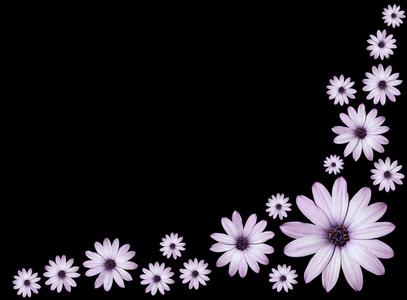 osteospermums光紫色雏菊花元首的组