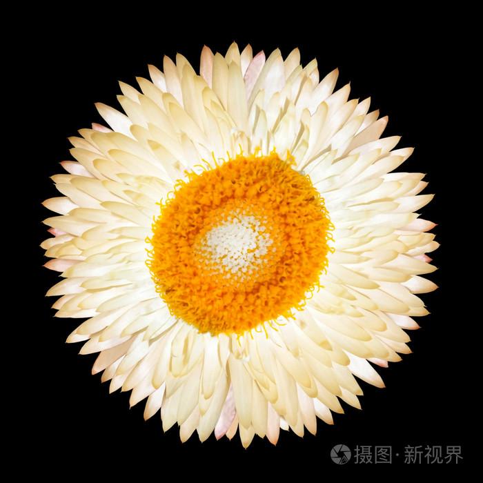 孤立的单个白色永恒花
