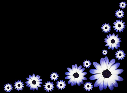 组的 osteospermums蓝色和白色雏菊花负责人