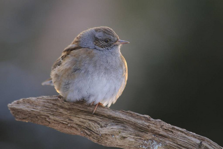 Dunnock 鸟, 夏枯草 modularis