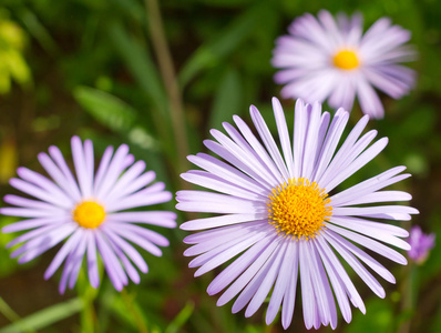 蓝色雏菊花特写