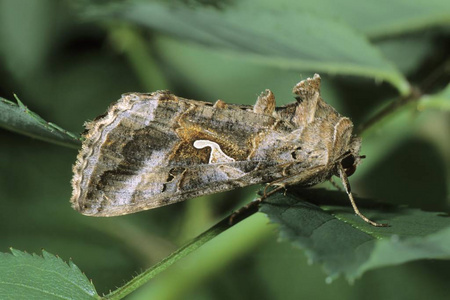 翅苹婆闭合的银色 y