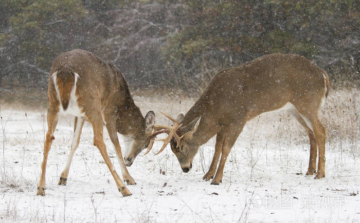 两只白尾鹿在下雪的日子里互相打架