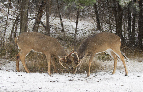 两只白尾鹿在下雪的日子里互相打架