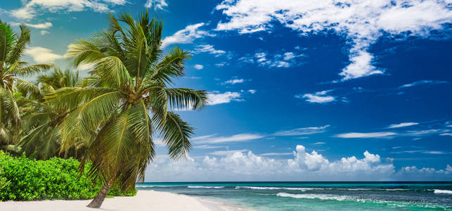 天堂度假村海滩棕榈树海多米尼加共和国