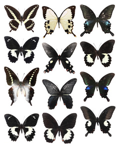 许多蝴蝶