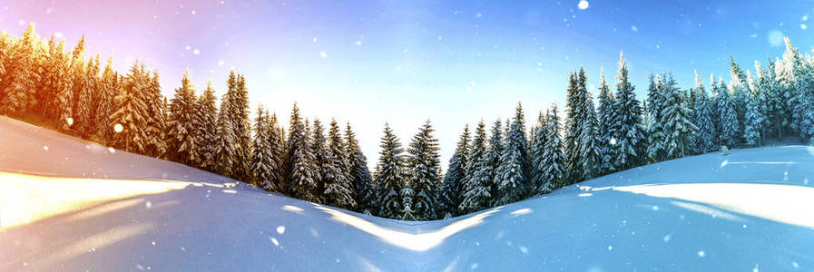 雪松树的价格