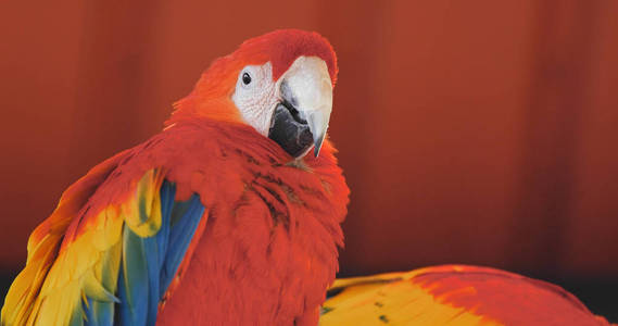 古巴红鹦鹉图片