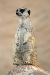 猫鼬或 suricate