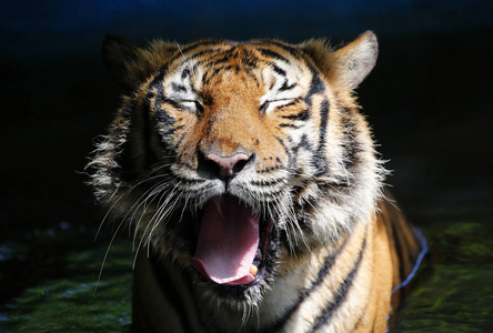 老虎的前景色在动物园张开嘴